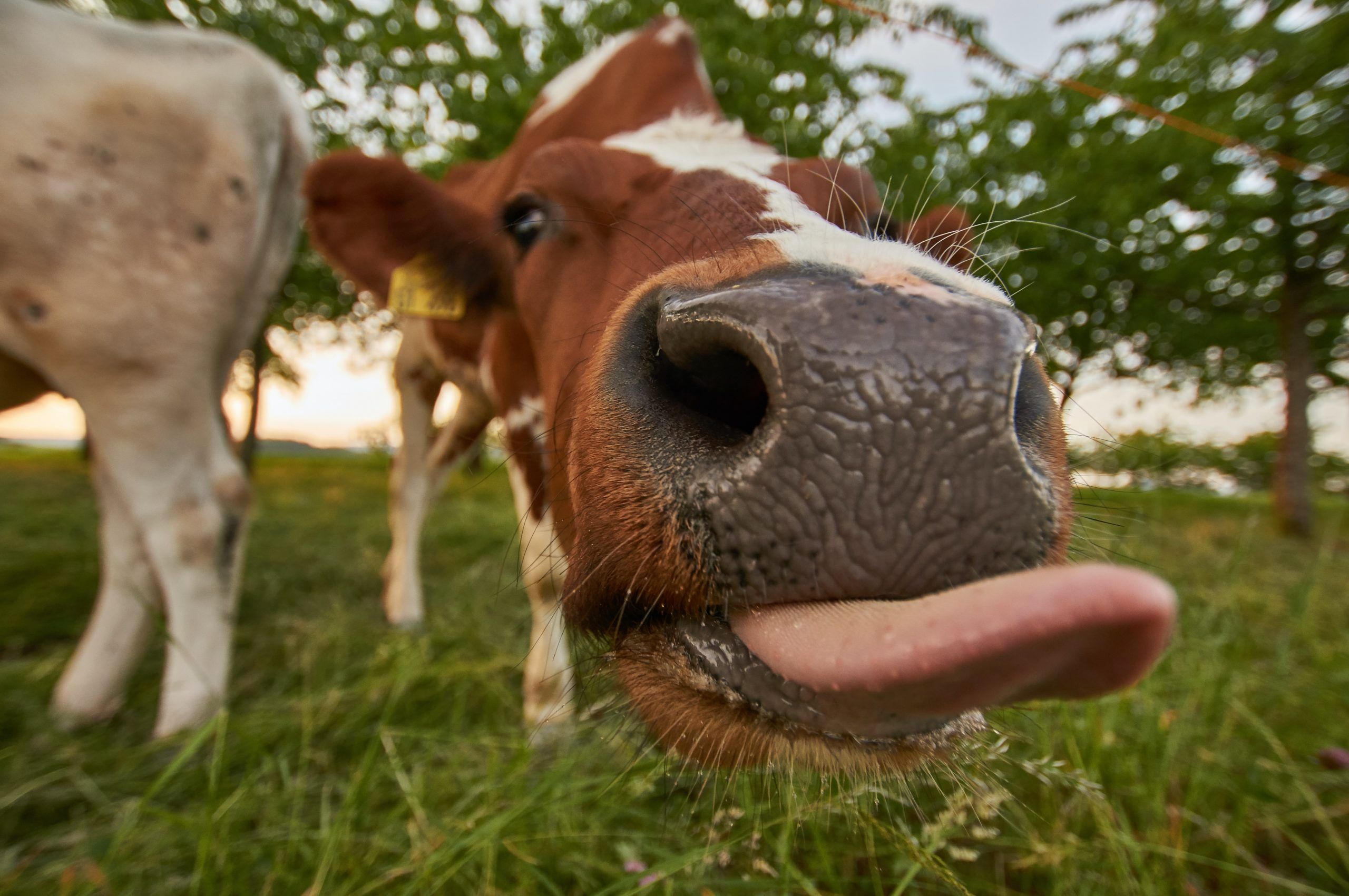 Les animaux bizarres