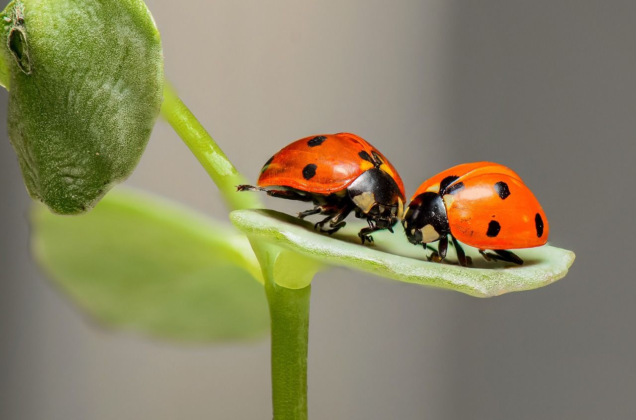 Les insectes